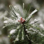 18.11.2024 Kielce. Pierwszy Śnieg / Fot. Wiktor Taszłow - Radio Kielce