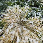 18.11.2024 Kielce. Pierwszy Śnieg / Fot. Wiktor Taszłow - Radio Kielce