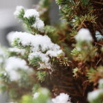 18.11.2024 Kielce. Pierwszy Śnieg / Fot. Wiktor Taszłow - Radio Kielce