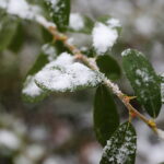 18.11.2024 Kielce. Pierwszy Śnieg / Fot. Wiktor Taszłow - Radio Kielce