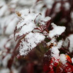 18.11.2024 Kielce. Pierwszy Śnieg / Fot. Wiktor Taszłow - Radio Kielce