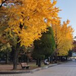 Muzyczne podróże przez świat. Japonia. Hiroszima / Fot. Danuta Rasała