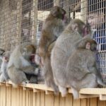 Muzyczne podróże przez świat. Japonia. Kioto / Fot. Danuta Rasała