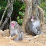 Muzyczne podróże przez świat. Japonia. Kioto / Fot. Danuta Rasała