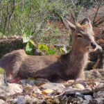 Muzyczne podróże przez świat. Japonia. Nara / Fot. Danuta Rasała