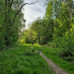 Kielce. Miejsce, gdzie ma powstać park Mikrolas Czarnowski / Fot. Wiktor Pytlak - KO