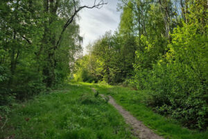 Kielce. Miejsce, gdzie ma powstać park Mikrolas Czarnowski / Fot. Wiktor Pytlak - KO