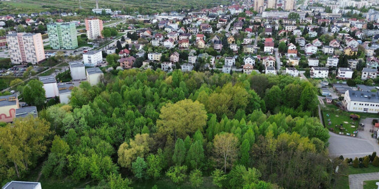 Kielce. Miejsce, gdzie ma powstać park Mikrolas Czarnowski / Fot. Wiktor Pytlak - KO