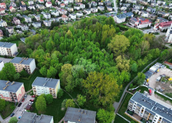 Kielce. Miejsce, gdzie ma powstać park Mikrolas Czarnowski / Fot. Wiktor Pytlak - KO