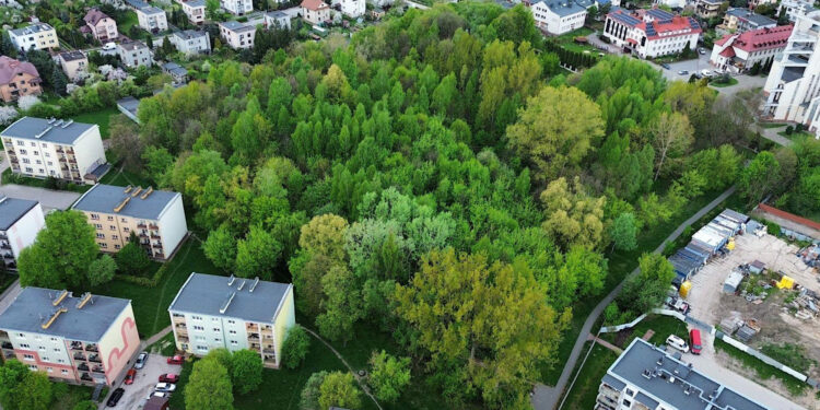 Posprzątają teren przyszłego parku - Radio Kielce Kielce. Miejsce, gdzie ma powstać park Mikrolas Czarnowski / Fot. Wiktor Pytlak - KO