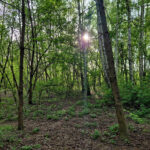 Kielce. Miejsce, gdzie ma powstać park Mikrolas Czarnowski / Fot. Wiktor Pytlak - KO