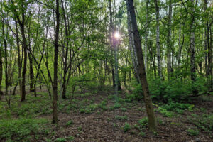 Kielce. Miejsce, gdzie ma powstać park Mikrolas Czarnowski / Fot. Wiktor Pytlak - KO