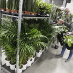 09.11.2024. Targi Kielce. Festiwal Roślin / Fot. Jarosław Kubalski - Radio Kielce