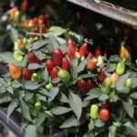 09.11.2024. Targi Kielce. Festiwal Roślin / Fot. Jarosław Kubalski - Radio Kielce