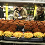 09.11.2024. Targi Kielce. Festiwal Roślin / Fot. Jarosław Kubalski - Radio Kielce