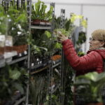 09.11.2024. Targi Kielce. Festiwal Roślin / Fot. Jarosław Kubalski - Radio Kielce