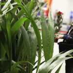 09.11.2024. Targi Kielce. Festiwal Roślin / Fot. Jarosław Kubalski - Radio Kielce