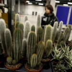 09.11.2024. Targi Kielce. Festiwal Roślin / Fot. Jarosław Kubalski - Radio Kielce