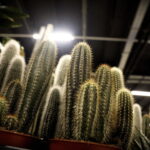 09.11.2024. Targi Kielce. Festiwal Roślin / Fot. Jarosław Kubalski - Radio Kielce