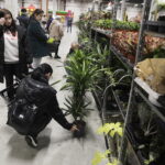 09.11.2024. Targi Kielce. Festiwal Roślin / Fot. Jarosław Kubalski - Radio Kielce