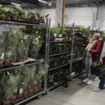 09.11.2024. Targi Kielce. Festiwal Roślin / Fot. Jarosław Kubalski - Radio Kielce