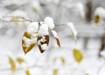 Od świętego Marcina zacznie się zima?