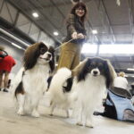 Samoyedy, shih tzu, pudelki i inne czworonogi opanowały targi