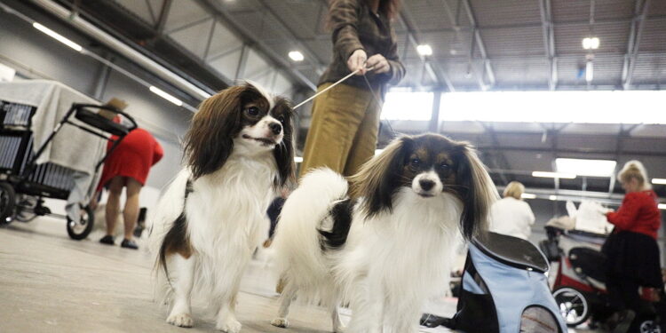 Samoyedy, shih tzu, pudelki i inne czworonogi opanowały targi