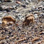 MUZYCZNE PODRÓŻE PRZEZ ŚWIAT. Pakistan pod dachem świata - Radio Kielce