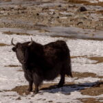 MUZYCZNE PODRÓŻE PRZEZ ŚWIAT. Pakistan pod dachem świata - Radio Kielce