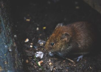 Zatrucia środkami gryzoniobójczymi wynikają z ich nieprawidłowego stosowania