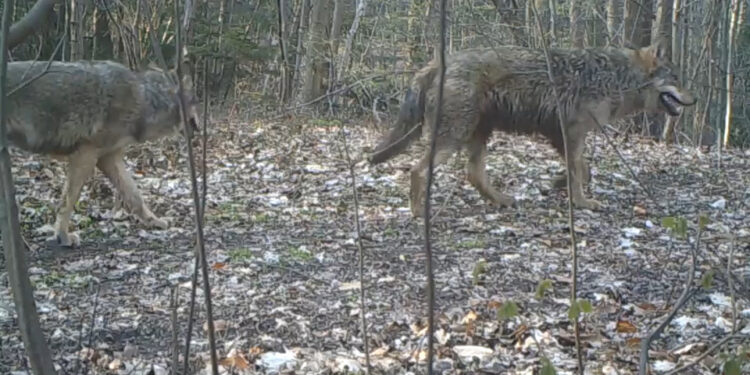 W okolicach Sandomierza i Staszowa pojawiły się wilki