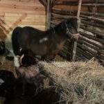 21.12.2024. Sandomierz. Żywa szopka / Fot. Grażyna Szlęzak - Radio Kielce