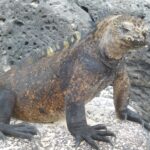 Muzyczne podróże przez świat. Galapagos / Fot. Barbara Libiszowska-Pawlak