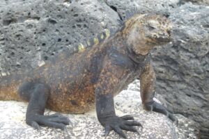 Muzyczne podróże przez świat. Galapagos / Fot. Barbara Libiszowska-Pawlak