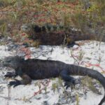 Muzyczne podróże przez świat. Galapagos / Fot. Barbara Libiszowska-Pawlak