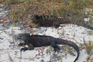 Muzyczne podróże przez świat. Galapagos / Fot. Barbara Libiszowska-Pawlak