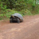 Muzyczne podróże przez świat. Galapagos / Fot. Barbara Libiszowska-Pawlak