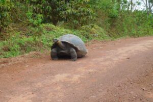 Muzyczne podróże przez świat. Galapagos / Fot. Barbara Libiszowska-Pawlak