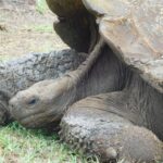 Muzyczne podróże przez świat. Galapagos / Fot. Barbara Libiszowska-Pawlak