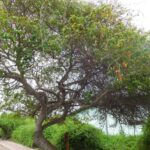 Muzyczne podróże przez świat. Galapagos / Fot. Barbara Libiszowska-Pawlak