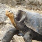 Muzyczne podróże przez świat. Galapagos / Fot. Barbara Libiszowska-Pawlak