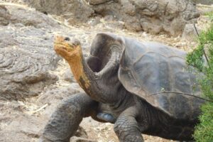 Muzyczne podróże przez świat. Galapagos / Fot. Barbara Libiszowska-Pawlak