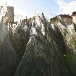 Końskie. Rozdawanie choinek podczas Jarmarku Bożonarodzeniowego / Fot. Magdalena Galas-Klusek - Radio Kielce