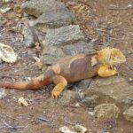Muzyczne podróże przez świat. Galapagos / Fot. Barbara Libiszowska-Pawlak