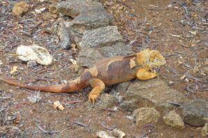 Muzyczne podróże przez świat. Galapagos / Fot. Barbara Libiszowska-Pawlak