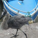 Muzyczne podróże przez świat. Galapagos / Fot. Barbara Libiszowska-Pawlak