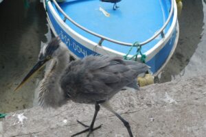 Muzyczne podróże przez świat. Galapagos / Fot. Barbara Libiszowska-Pawlak