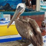 Muzyczne podróże przez świat. Galapagos / Fot. Barbara Libiszowska-Pawlak