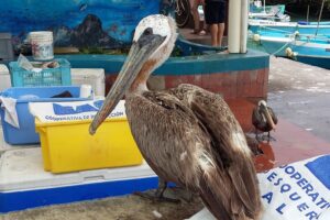 Muzyczne podróże przez świat. Galapagos / Fot. Barbara Libiszowska-Pawlak